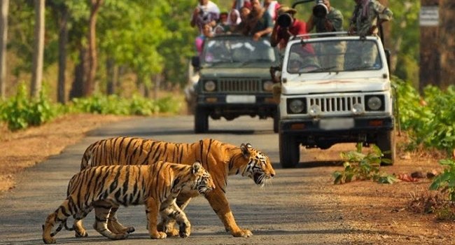 Why To Explore India’s Wildlife?