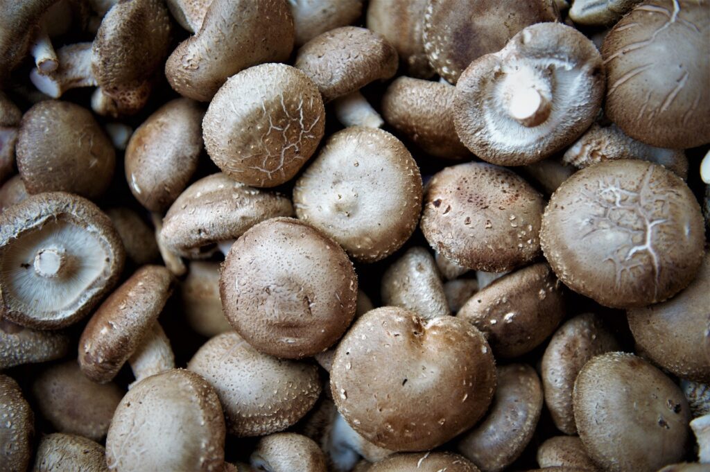 edible-mushroom