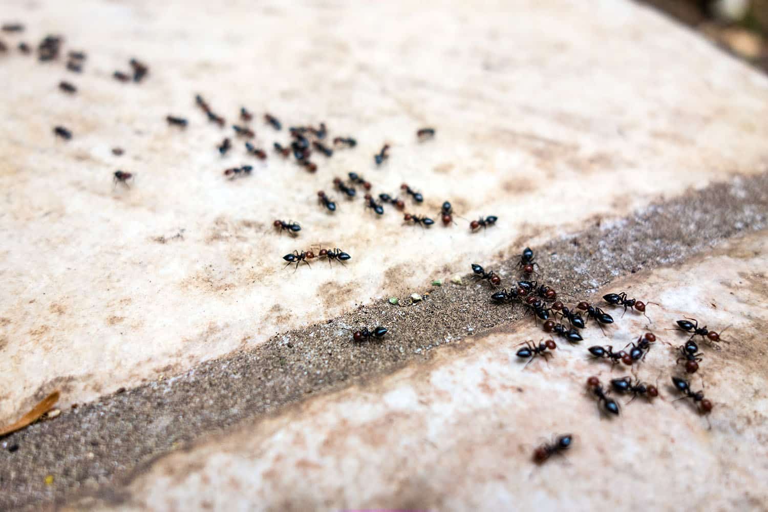 How to get rid of ants with easy methods