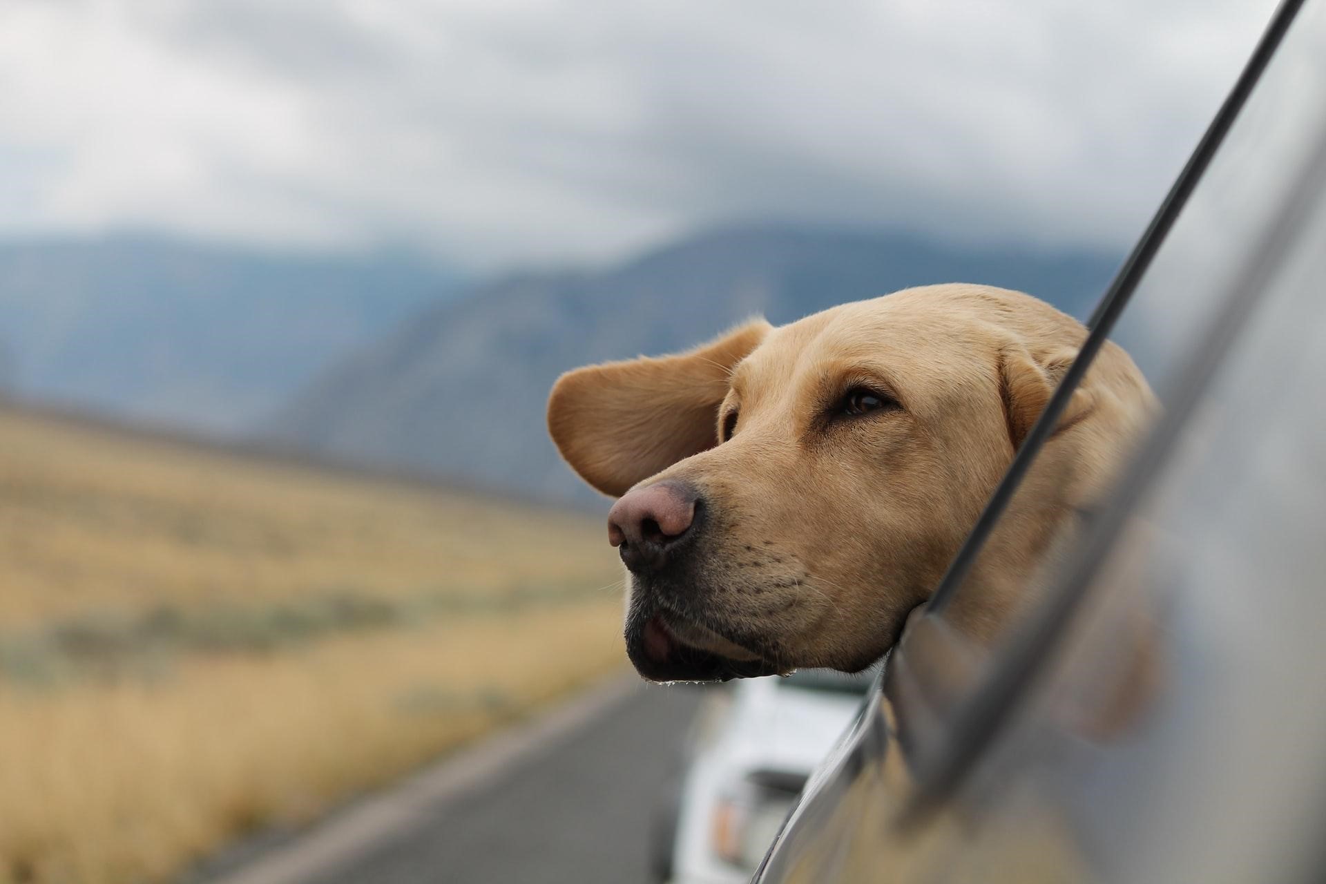 Top 6 tips to travel safely with your pet