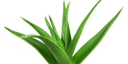 Amazing benefits of growing Aloe Vera in your garden