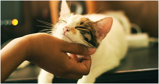 Cat care for beginners: How you can train your cat