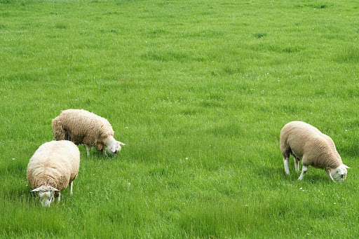6 Compelling Reasons to Start Raising Sheep Today