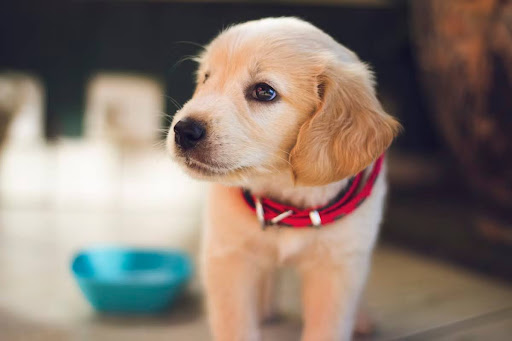 Helpful Guide You Need As A First-Time Owner Of A Puppy